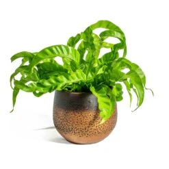 Asplenium Hurricane - Twisted Bird's Nest Fern 28 Asplenium Hurricane - Twisted Bird's Nest Fern -HousePlants Shop Asplenium Hurricane Twisted Bird s Nest Fern Mya Plant Pot Shiny Mocha 15cm de282a8c 1f70 4ea7 86c6 40b1773699a9