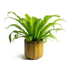 Asplenium Hurricane - Twisted Bird's Nest Fern 26 Asplenium Hurricane - Twisted Bird's Nest Fern -HousePlants Shop Asplenium Hurricane Twisted Birds Nest Fern Cecil Plant Pot Ochre
