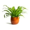 Asplenium Hurricane - Twisted Bird's Nest Fern -HousePlants Shop Asplenium Hurricane Twisted Birds Nest Fern Charlotte Orange Plant Pot