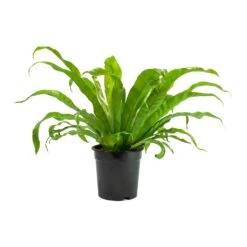 Asplenium Hurricane - Twisted Bird's Nest Fern 21 Asplenium Hurricane - Twisted Bird's Nest Fern -HousePlants Shop Asplenium Hurricane Twisted Birds Nest Fern Large