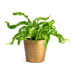 Asplenium Hurricane - Twisted Bird's Nest Fern 27 Asplenium Hurricane - Twisted Bird's Nest Fern -HousePlants Shop Asplenium Hurricane Twisted Birds Nest Fern Mini Bucket Plant Pot Metallic Copper