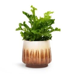 Asplenium Leslie - Crested Birds Nest Fern -HousePlants Shop Asplenium Leslie Crested Birds Nest Fern 12x20cm Alice Plant Pot Caramel 15x14cm
