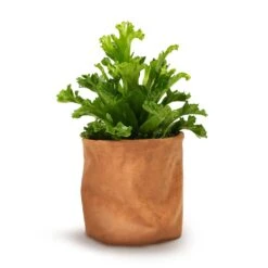Asplenium Leslie - Crested Birds Nest Fern -HousePlants Shop Asplenium Leslie Crested Birds Nest Fern 12x20cm Juna Plant Basket Cognac 14x14cm