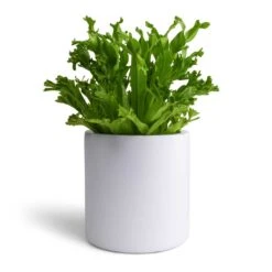 Puk Essentials Planter - Matt White -HousePlants Shop Asplenium Leslie Crested Birds Nest Fern 12x20cm Puk Planter Matt White 15x15cm aa34af7b 0c01 4501 8871 432fb4441f4a