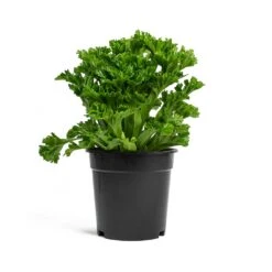 Asplenium Leslie - Crested Birds Nest Fern -HousePlants Shop Asplenium Leslie Crested Birds Nest Fern 17cm