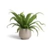 Asplenium Osaka - Japanese Bird's Nest Fern -HousePlants Shop Asplenium Osaka Japanese Bird s Nest Fern 17x50 Mini Pixie Plant Pot Grey Washed 24x20cm