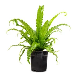 Asplenium Osaka - Japanese Bird's Nest Fern -HousePlants Shop Asplenium Osaka Japanese Bird s Nest Fern 17x50cm 2