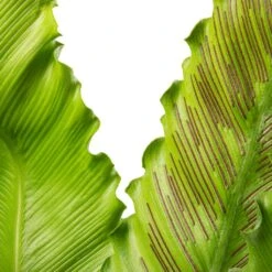 Asplenium Osaka - Japanese Bird's Nest Fern -HousePlants Shop Asplenium Osaka Japanese Bird s Nest Fern 17x50cm