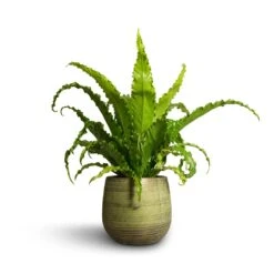 Lydia Plant Pot - Shiny Green -HousePlants Shop Asplenium Osaka Japanese Bird s Nest Fern 17x50cm Lydia Plant Pot Shiny Green 22x20cm