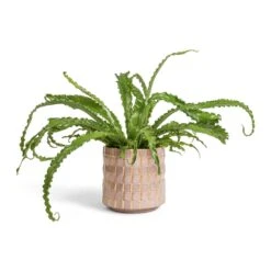 Asplenium Osaka - Japanese Bird's Nest Fern -HousePlants Shop Asplenium Osaka Japanese Bird s Nest Fern 17x50cm Stian Plant Pot Soft Nougat 21x20cm bd6ca154 60df 4c02 aeb9 135637ba47bc