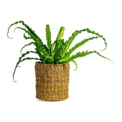 Asplenium Osaka - Japanese Bird's Nest Fern -HousePlants Shop Asplenium Osaka Japanese Bird s Nest Fern Ido Plant Baskets Set of 5 Natural