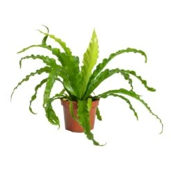 Asplenium Osaka - Japanese Bird's Nest Fern -HousePlants Shop Asplenium Osaka Japanese Birds Nest Fern 12x25cm