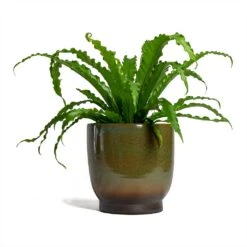 Asplenium Osaka - Japanese Bird's Nest Fern -HousePlants Shop Asplenium Osaka Japanese Birds Nest Fern 17x50cm Linn Plant Pot Deep Green 25x25cm