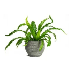 Asplenium Osaka - Japanese Bird's Nest Fern -HousePlants Shop Asplenium Osaka Japanese Birds Nest Fern Koen Brown Plant Pot