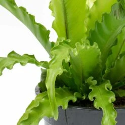 Asplenium Osaka - Japanese Bird's Nest Fern -HousePlants Shop Asplenium Osaka Japanese Birds Nest Fern Leaves
