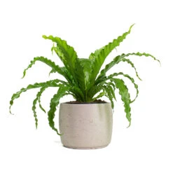 Mini Valerie Plant Pot - Grey Washed -HousePlants Shop Asplenium Osaka Japanese Birds Nest Fern Mini Valerie Plant Pot Grey Washed