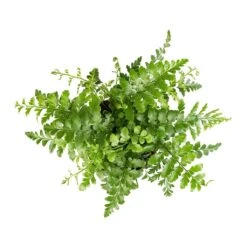 Asplenium Parvati - Mother Fern -HousePlants Shop Asplenium Parvati Mother Fern 12x25cm 1