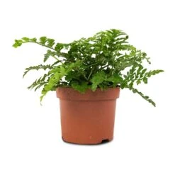 Asplenium Parvati - Mother Fern -HousePlants Shop Asplenium Parvati Mother Fern 12x25cm