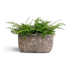 Asplenium Parvati - Mother Fern -HousePlants Shop Asplenium Parvati Mother Fern 12x25cmxTwo Plants Lava Oval Relic Plant Bowl Rust 31x18x15cm