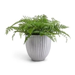Asplenium Parvati - Mother Fern -HousePlants Shop Asplenium Parvati Mother Fern 17x40cm Lagos Plant Pot Cement 20x20cm