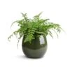 Asplenium Parvati - Mother Fern -HousePlants Shop Asplenium Parvati Mother Fern 17x40cm Mischa Plant Pot Forest Green 22x18cm
