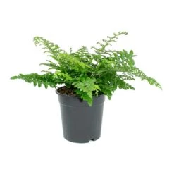 Asplenium Parvati - Mother Fern -HousePlants Shop Asplenium Parvati Mother Fern