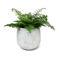 Asplenium Parvati - Mother Fern -HousePlants Shop Asplenium Parvati Mother Fern Amber Plant Pot Light Grey