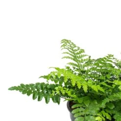 Asplenium Parvati - Mother Fern -HousePlants Shop Asplenium Parvati Mother Fern Fronds
