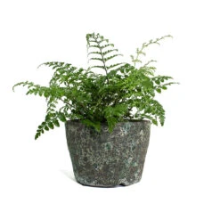 Asplenium Parvati - Mother Fern -HousePlants Shop Asplenium Parvati Mother Fern Lava Couple Straight Relic Planter Jade fd5acf25 83f4 43bf 87de 017d92b23803