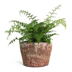 Asplenium Parvati - Mother Fern -HousePlants Shop Asplenium Parvati Mother Fern Lava Couple Straight Relic Planter Pink 8822c758 16f2 4670 b504 4e6ec69e1b79