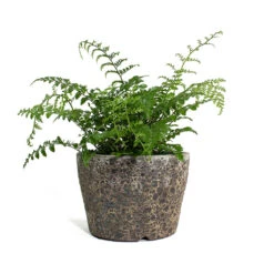 Lava Couple Straight Relic Planter - Rust -HousePlants Shop Asplenium Parvati Mother Fern Lava Couple Straight Relic Planter Rust