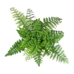 Asplenium Parvati - Mother Fern -HousePlants Shop Asplenium Parvati Mother Fern Leaves