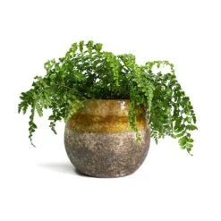 Asplenium Parvati - Mother Fern -HousePlants Shop Asplenium Parvati Mother Fern Lindy Plant Pot Ochre 54579a56 2c38 4b71 94e7 d9a986ec4a05