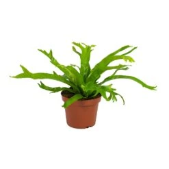 Asplenium Crissie Amy - Bird's Nest Fern -HousePlants Shop Asplenium amy