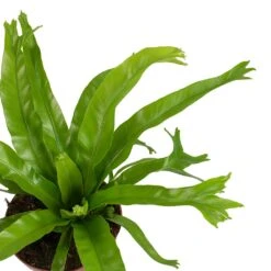 Asplenium Crissie Amy - Bird's Nest Fern -HousePlants Shop Asplenium amy Leaves