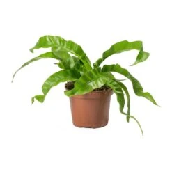Asplenium Hurricane - Twisted Bird's Nest Fern 20 Asplenium Hurricane - Twisted Bird's Nest Fern -HousePlants Shop Asplenium antiquum Hurricane Twisted Birds Nest Fern