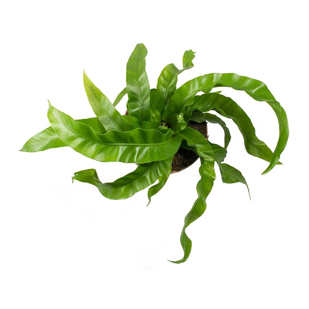 Asplenium Hurricane - Twisted Bird's Nest Fern 10 Asplenium Hurricane - Twisted Bird's Nest Fern - Image 8