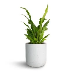 Asplenium Nidus Campio - Champion's Bird's Nest Fern -HousePlants Shop Asplenium nidus Campio Champion s Bird s Nest Fern 12x30cm Charlie Plant Pot White Washed 15x15cm