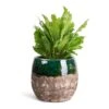 Asplenium Nidus Campio - Champion's Bird's Nest Fern 2 Asplenium Nidus Campio - Champion's Bird's Nest Fern -HousePlants Shop Asplenium nidus Campio Champion s Bird s Nest Fern 12x30cm Lindy Plant Pot Black Green 19x16cm