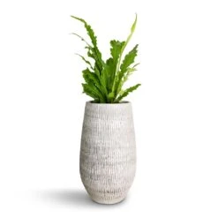 Asplenium Nidus Campio - Champion's Bird's Nest Fern -HousePlants Shop Asplenium nidus Campio Champion s Bird s Nest Fern 12x30cm Ryan Plant Vase White Black 18x30cm