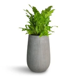 Asplenium Nidus Campio - Champion's Bird's Nest Fern -HousePlants Shop Asplenium nidus Campio Champion s Bird s Nest Fern 17x40cm Patt High Plant Vase Ridged Dark Grey 29x43cm