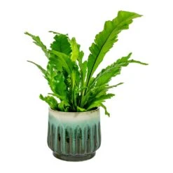 Asplenium Nidus Campio - Champion's Bird's Nest Fern -HousePlants Shop Asplenium nidus Campio Champion s Bird s Nest Fern alice Plant Pot Ocean