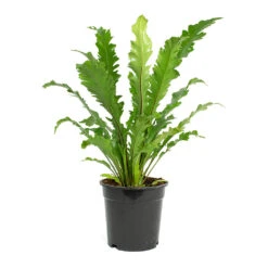 Asplenium Nidus Campio - Champion's Bird's Nest Fern -HousePlants Shop Asplenium nidus Campio Champions Birds Nest Fern 17cm New