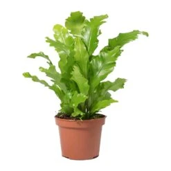 Asplenium Nidus Campio - Champion's Bird's Nest Fern -HousePlants Shop Asplenium nidus Campio Champions Birds Nest Fern