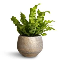 Noor Plant Pot - Metallic Grey 27 Noor Plant Pot - Metallic Grey -HousePlants Shop Asplenium nidus Crispy Wave Pleated Bird s Nest Fern 12x30cm Noor Plant Pot Metallic Grey 16x13cm