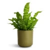 Asplenium Nidus Crispy Wave - Pleated Bird's Nest Fern -HousePlants Shop Asplenium nidus Crispy Wave Pleated Bird s Nest Fern 12x30cm Prague Plant Pot Olive 13x13cm 1abcadaa c240 4959 8f60 27d94e06cfee