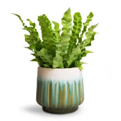 Asplenium Nidus Crispy Wave - Pleated Bird's Nest Fern -HousePlants Shop Asplenium nidus Crispy Wave Pleated Bird s Nest Fern Alice Plant Pot Ocean