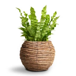 Asplenium Nidus Crispy Wave - Pleated Bird's Nest Fern -HousePlants Shop Asplenium nidus Crispy Wave Pleated Bird s Nest Fern Lida Plant Basket Natural