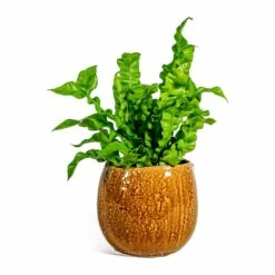 Asplenium Nidus Crispy Wave - Pleated Bird's Nest Fern -HousePlants Shop Asplenium nidus Crispy Wave Pleated Bird s Nest Fern Mischa Plant Pot Caramel