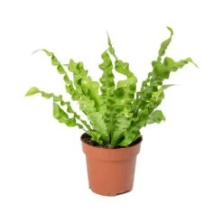 Asplenium Nidus Crispy Wave - Pleated Bird's Nest Fern -HousePlants Shop Asplenium nidus Crispy Wave Pleated Birds Nest Fern 30cm